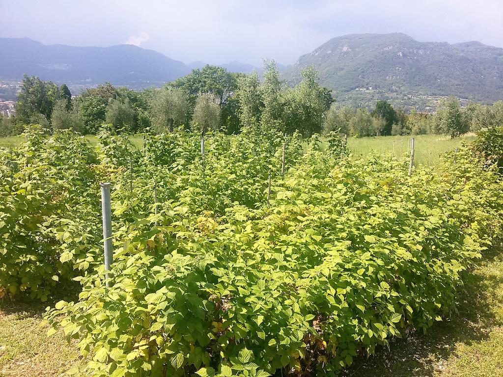 فيلا سالوفي Agriturismo La Scala المظهر الخارجي الصورة